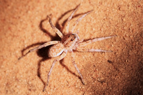 Wolf Spider (zd) (Lycosidae sp)